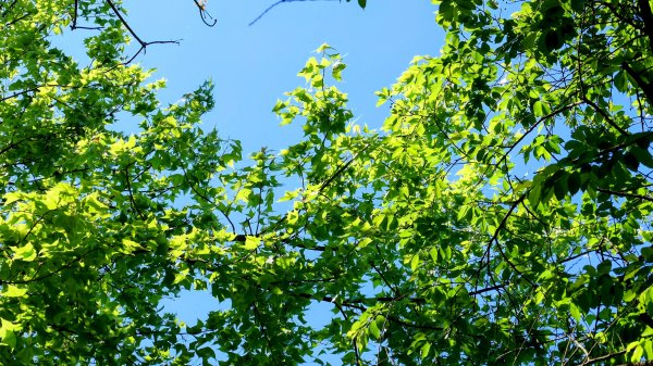 紫花酢醬草2739920