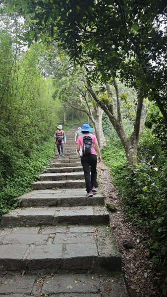2025-0505 觀音山土路追桐花+牛港稜步道2781381
