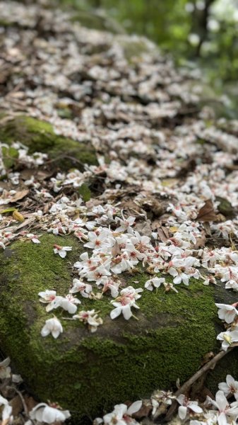 20250504大艽芎古道2837816