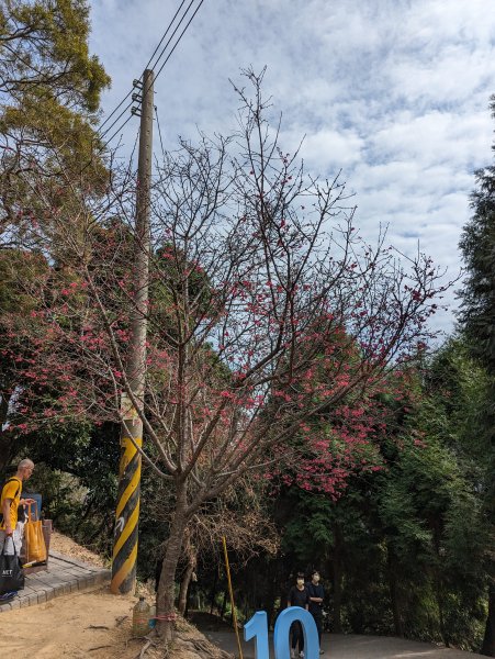 2023-02-04 大坑9、10號步道2792382