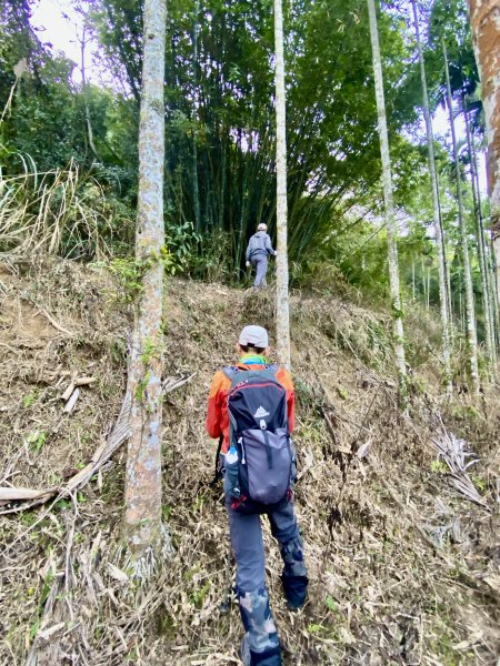 三義基石巡禮--內雙坑山.關刀山西北峰.大草排山.三十二分山.十六分山   2024.1.42393873