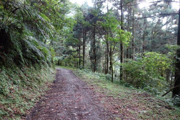 大刀山>內洞林道982