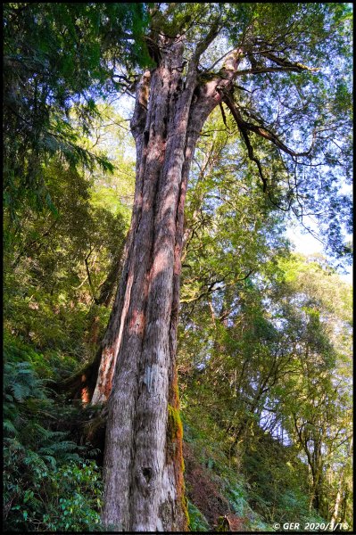 全台最大的紅檜森林 ~ 拉拉山巨木群885532
