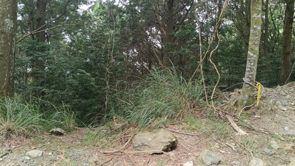 20251010 大雪山國家森林遊樂區 - 船型山林道 登 烏石坑山2911061