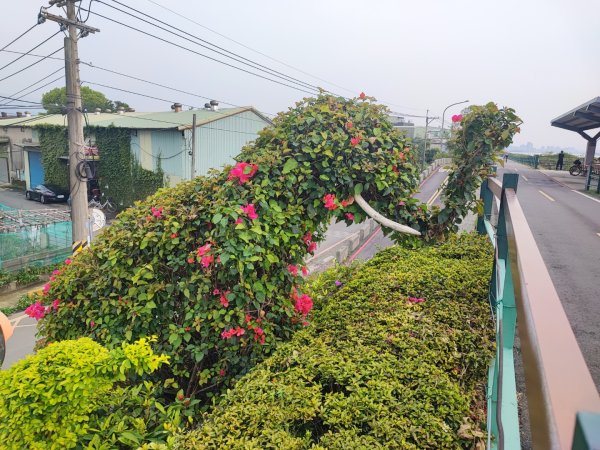 2024年臺北大縱走第八段：捷運動物園站至捷運關渡站2471092