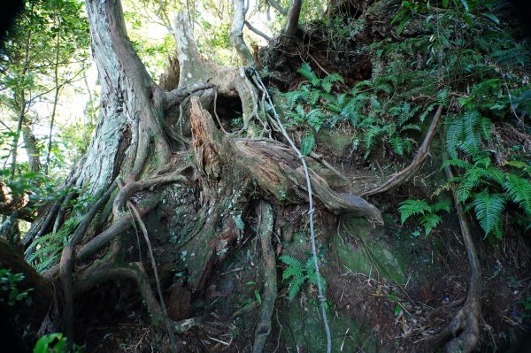 新竹 尖石 貴妃山、那結山2913598