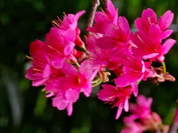 台中大坑9號／9之1／6號／7號O繞3連峰（西平山／平和山／大山母山）2709824