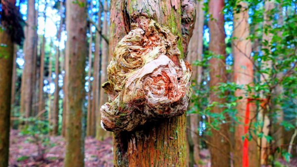 油羅山(一上三下)2959166