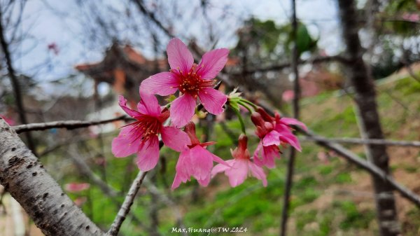 《彰化》花景第一排｜花壇虎山巖後山步道202402242436728