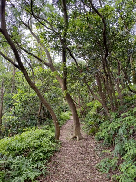 龜山大坑桐花步道-陳厝坑山O形904662