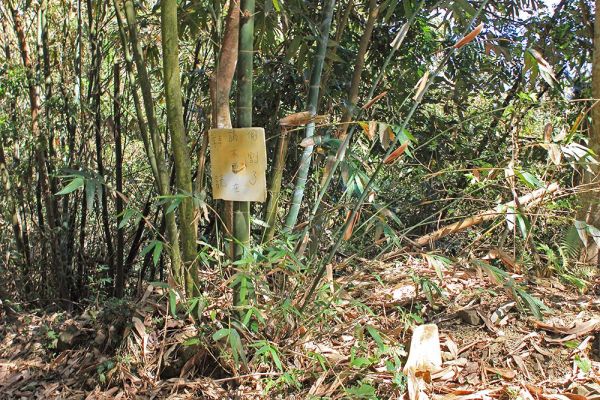 甲仙白雲山原路來回333552