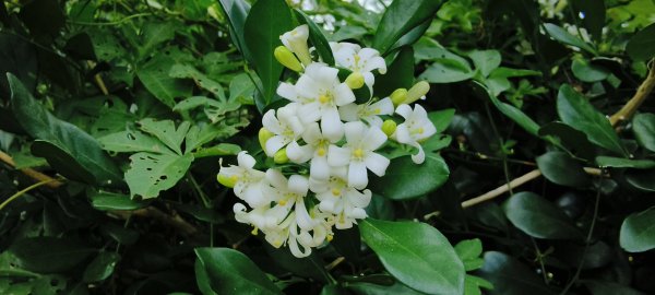 2025/10/05_四角坪道2905296