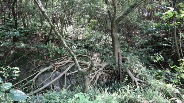 大粗坑古道連走小粗坑古道O型登山健行趣(步道)2160249