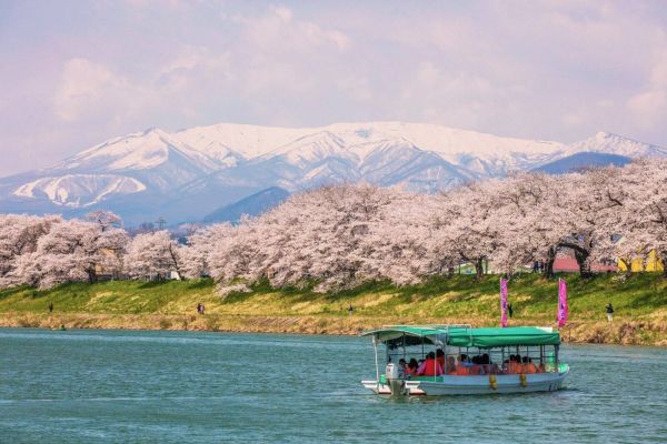 日本東北賞櫻推薦4大玩法｜日本東北賞櫻－宮城櫻花、採草莓體驗