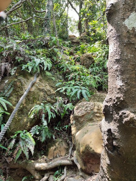微笑山線：【天上山系】望月亭桐花段2855479
