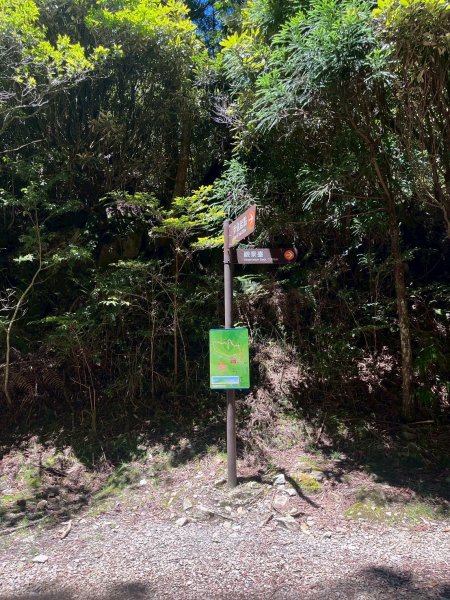 新竹 五峰 觀霧國家森林遊樂區 大鹿林道西線 榛山步道2811384