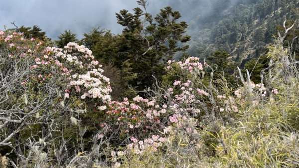 1100419郡大山杜鵑花.馬醉木花1358268