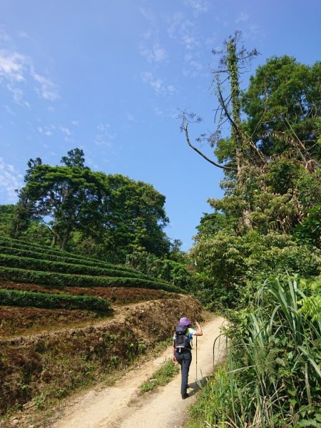 大林油杉步道～倒吊三山大O走958426