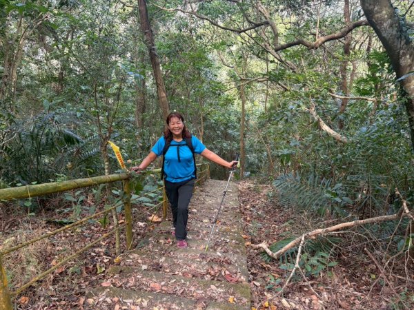 苗栗出磺坑古道、銅纙坑菊2951567