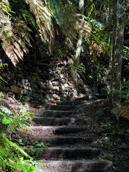 2024-08-22 澀水森林步道2578393