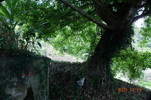 臺中 東勢 石圍牆山1555352