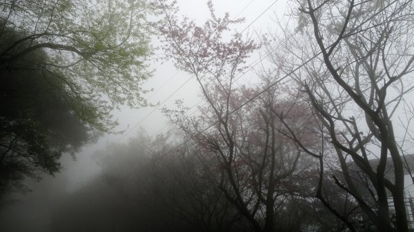 雨中賞櫻、霧裡看花2036603