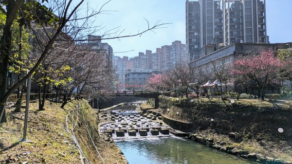 汐止康誥坑溪櫻花2405587