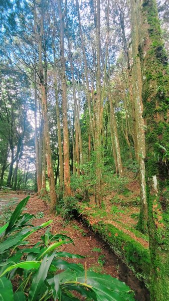 1120820 小百岳-稍來山2332721