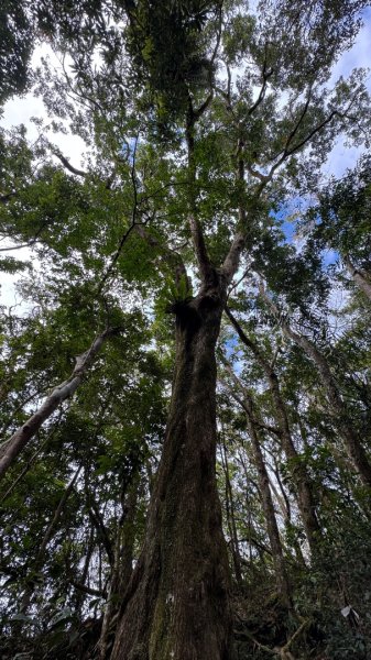 六龜警備道/茂林段/網子山～鳴海山2708190