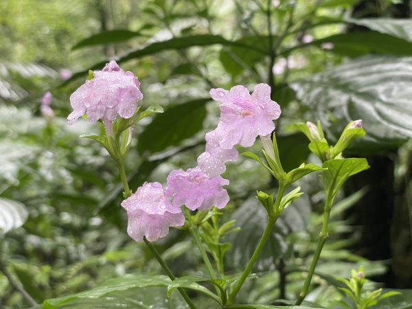 淡蘭古道中路第三段灣潭到威惠廟2974857