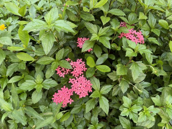 [2026臺北健走趣-05/50] 2026_0712_美崙公園3097861