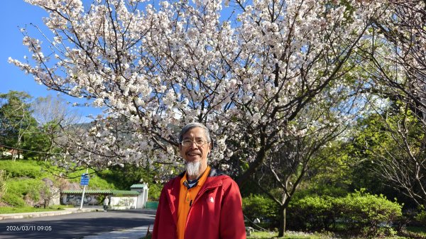 #中山樓 #陽明公園 #十八份 #吉野櫻 #墨染櫻（花葉同開/右側/左側大寒櫻） 3/113013190