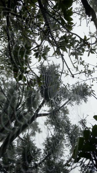 陽明山東西大縱走活動402741