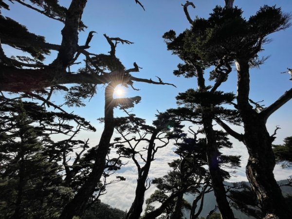 見證最美麗北大武山雲海、鐵杉1318849