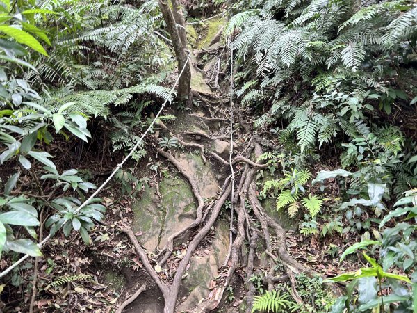 桃園金面山2752287