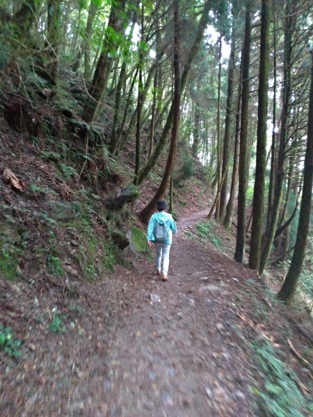 觀霧 檜山巨木群步道1090208