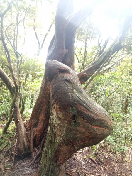 橫嶺山、沙蓮山、笛吹山連走1848361