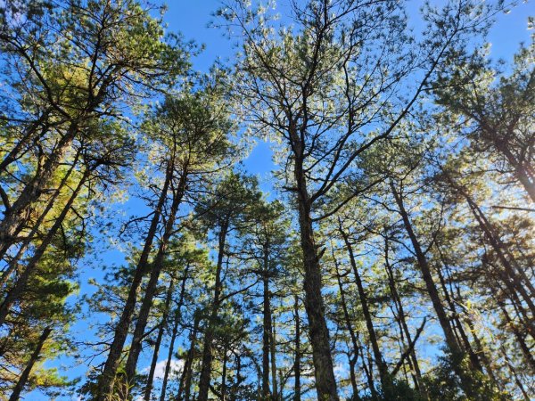 【中級山縱走】羅馬縱走，走進神木的夢幻童話森林世界2943192