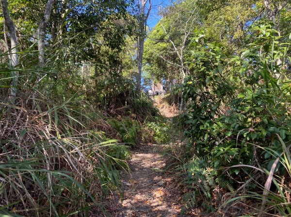 唐麻丹山-松鶴上三角點O型回松鶴2378379