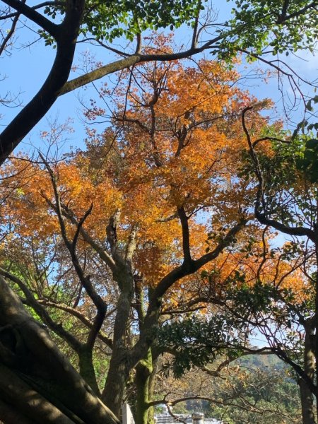 紗帽山登山步道—橫嶺古道—前山公園1966135