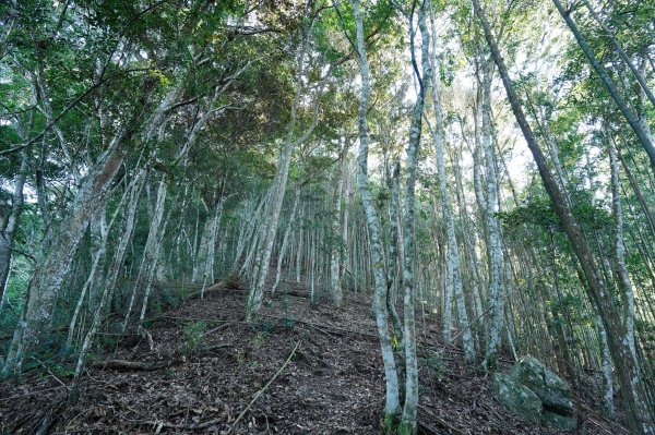 新竹 五峰 清泉山、民都有山2633697