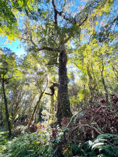 九穹神木 左訪嘉南雲峰 右到好望角看風景上石壁山(小百岳#55)2944783