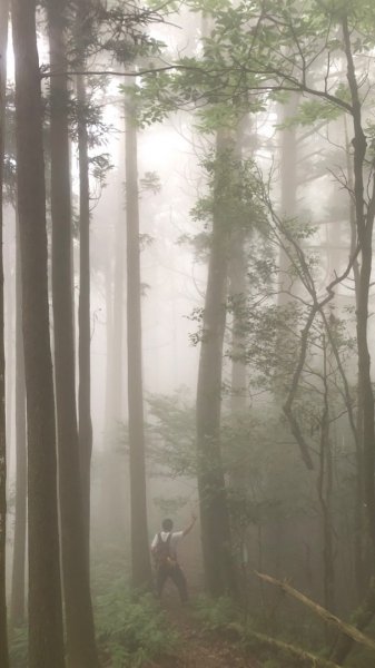 黑森林登山口左線上小島田山、右線下黑森林峰o型走一圈、路徑原始涼爽舒適⋯2189615