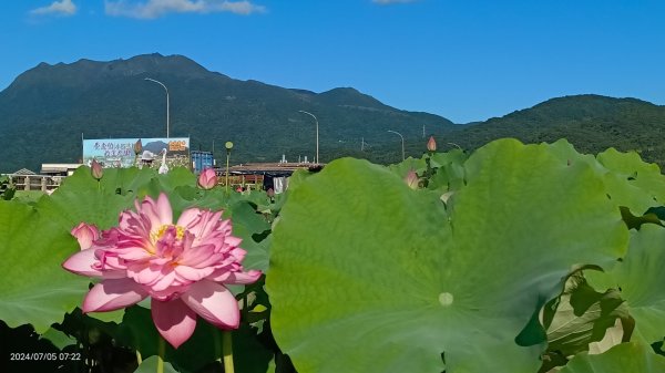 雲山水花鳥蝶 - 天龍國阿伯的日常7/5 #台灣粉蝶 #端紅蝶 #青斑鳳蝶 #青帶鳳蝶2543423