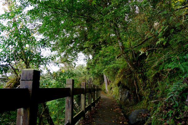 檜山巨木森林步道481487