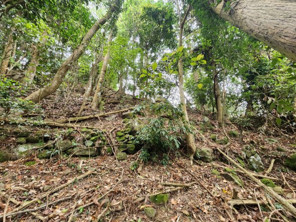 20250329東坑山八角崠山打鹿坑山2798888