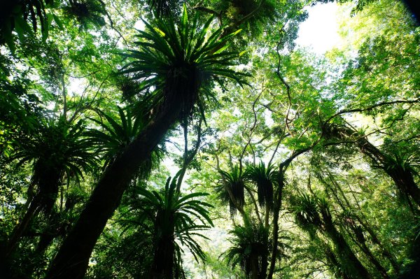 新北 烏來 波露南山3035997