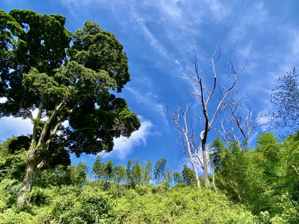 台中和平登觀音山東北峰.神谷山.遠藤山東峰.竹林.達觀山    2022/6/291749930