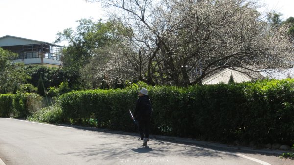 《台中》落雨松季｜石岡挑物古道O繞下情人木橋202501122687632