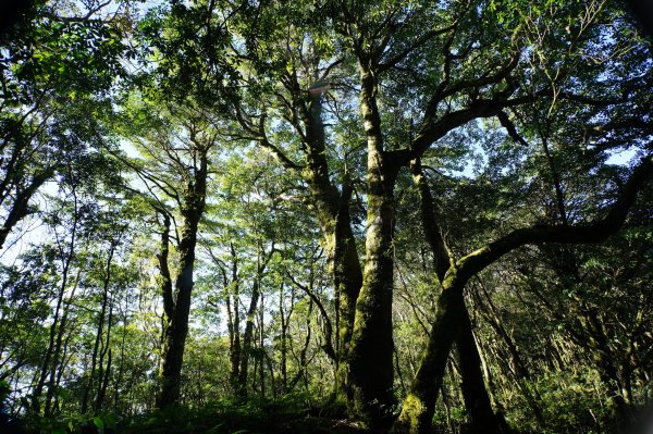 新竹 尖石 東穗山、島田山2939427